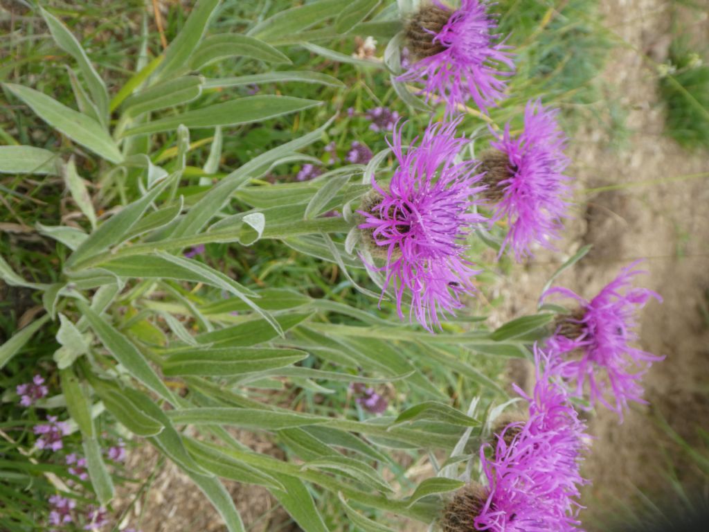 Centaurea uniflora / Fiordaliso unifloro